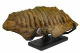 Fossil Hadrosaur (Brachylophosaur) Jaw Section - Montana #148799-2